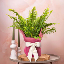 GardenersDream Nephrolepis Boston Fern Plant Gift - Indoor Real Houseplant for Birthday, Anniversary & Mother's Day Gifting - Pink Hessian Wrapping,