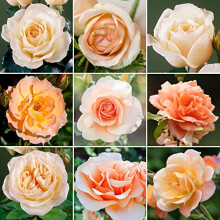 GardenersDream Apricot Rose Bush Potted - Outdoor Plants Ready to Plant - Climbing Roses for Garden with Fragrant Flower Rose Trees - Colourful Roses