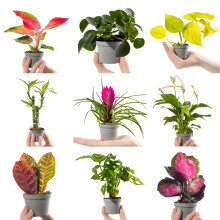 Collection of Small Baby Evergreen Mixed Indoor House Plants Growers Choice (6 Plants)
