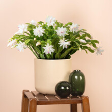 Christmas Cactus, Schlumbergera White House Plant - Christmas Plants and Flowers, Winter Flowering Plants for Gifts, Easy Care House Plants ft White