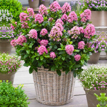 GardenersDream Escallonia Laevis Pink Elle Plant in Pot - Outdoor Garden Ready Evergreen Shrub - Low Maintenance Flowering Shrub for Gardens, Borders