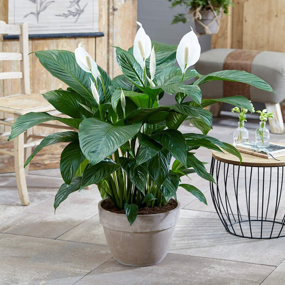 Gardenersdream Spathiphyllum Peace Lily Plant In Pot - Real Indoor Air Purifying Plant - Healthy Indoor Potted Plants For Bedroom, Living Room - Hous