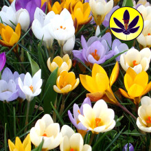 GardenersDream 10 x Mixed Crocus Species Bulbs - Beautiful Spring Flowering - Dwarf Outdoor Plants for Gardens, Borders, and Containers - Dwarf Hardy