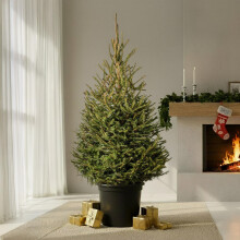 GardenersDream Norway Spruce Pot Grown Christmas Tree - Real Live Fresh Living Potted Plant (3ft, 90cm) (Delivery Week 3: 24th - 28th NOV)