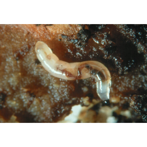 Dragonfli Sciarid/Fungus Fly Killer Nematodes 10 Square Metre Pack 2