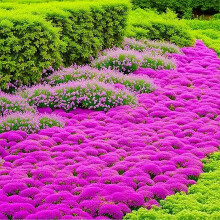 20000 Creeping Thyme Seeds, Wild Thyme Flower Plant Rock Cress Ground Cover Flower, Wildflower Seed Mix Covers 35m², Carpet Evergreen Plant for Lands