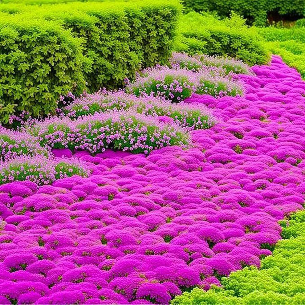 20000 Creeping Thyme Seeds, Wild Thyme Flower Plant Rock Cress Ground Cover Flower, Wildflower Seed Mix Covers 35m², Carpet Evergreen Plant for Lands