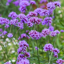 Verbena bonariensis Lilac 250 Seeds