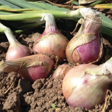 Unusual Rare French Heirloom Heritage KERAVEL Rose DE ROSCOFF Onion 100 Seeds. Certified French Organic Grower