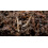 Dragonfli Sciarid/Fungus Fly Killer Nematodes 10 Square Metre Pack 2