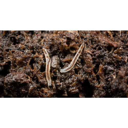 Dragonfli Sciarid/Fungus Fly Killer Nematodes 10 Square Metre Pack 1