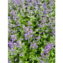 Just Seed - Herb - Catmint - Catnip - Nepeta cataria - 1500 Seeds