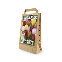 Mixed Colour Tulip Bulbs | Big Buy Value Pack | 35 Bulbs | Bee Friendly | Eco-Friendly Packaging | Perfect Spring Flowers | Easy Planting Instruction