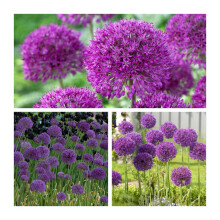 Allium Purple Sensation x 10 Flower Bulbs Size 10/12. All Round Garden and Flower Arranging Allium. Easy to Grow