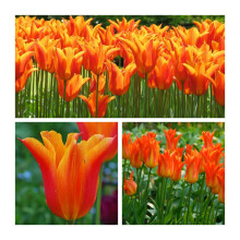 Tulip Ballerina Flower Bulbs. Pretty Orange Lily Tulips. Spring Flowers. (100) Easy to Grow