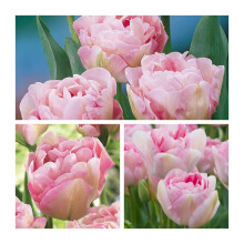 Tulip Double Angelique x 10 Flower Bulbs Size 10/11. A Bold Sturdy Double Late Flowering Pretty Tulip. Easy to Grow