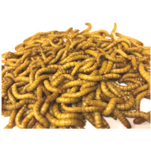 Livefood UK Live Mealworms Regular size 250g bag