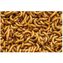 Livefood UK Live Mealworms Regular 1 bag of 500g