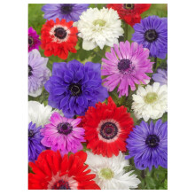 20x Anemone St Brigid Mixed Colours Bulbs Spring Summer Flowering Corms Garden Perennial Flowers Size 4/5