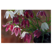10x Fritillaria Meleagris Mixed Spring Flowering Bulbs Snakes Head Lily Hardy Perennials