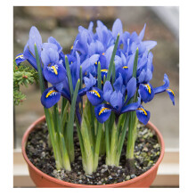 Oliwier's Bulbs 20x Iris Reticulata Harmony Bulbs Dwarf Miniature Blue Flowers Ideal for Rockeries Pots Borders Hardy Early Spring Garden Perennial