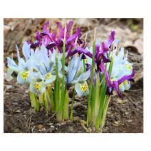 Oliwier's Bulbs 20x Iris Reticulata Mixed Bulbs Dwarf Miniature Blue Purple Flowers Ideal for Rockeries Pots Borders Hardy Early Spring Garden Perenn