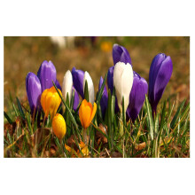 20 x Mixed Crocus Spring Flowering Bulbs Large Early Flowers Ready for Planting Now