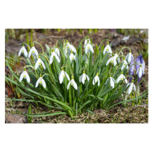 Oliwier's Bulbs 20x Single Snowdrop Galanthus Woronowii Early Spring Flowering Autumn Planting Bulbs Garden Perennial Plants White Flowers