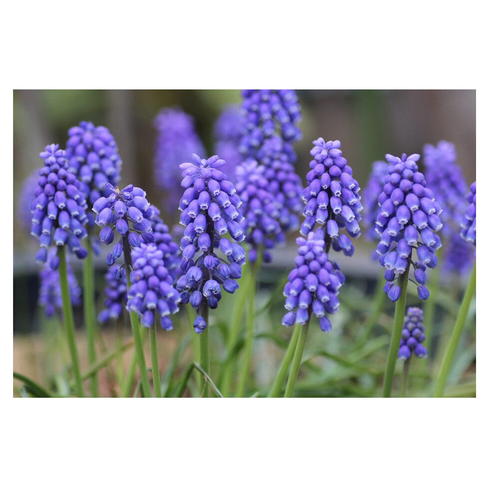 Oliwier's Bulbs 20X Muscari Armeniacum Grape Hyacinth Bulbs Beautiful Garden Patio Balcony Early Spring Flowers Bulbs Ready For Planting Now Blue