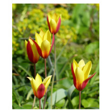20x Dwarf Tulip Clusiana Chrysantha Bulbs Early Spring Flowering Botanical Tulipa Beautiful Yellow and Red Rockery Garden Patio Flowers