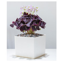 10 x Oxalis Triangularis Bulbs Purple Shamrock Summer Flowering Perennial Easy to Grow Plants