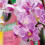 Miracle-Gro Miracle-Gro Peat Free Orchid - 10L 4
