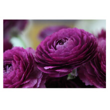 Oliwier's Bulbs 10 x Ranunculus Asiaticus Purple Beautiful Spring Summer Flowering Bulbs Persian Buttercup Cut Flowers Hardy Garden Perennial Ready T