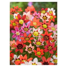 Oliwier's Bulbs 20x Sparaxis Tricolor Mix Summer Flowering Bulbs Garden Hardy Perennial Beautiful Harlequin Flower, Yellow,Orange,White,Red,Pink,Blac