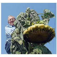 Sunflower Mongolian Giant Seeds Pictorial Packet Grows Upto 14ft Tall World Record Holder