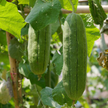 PREMIER SEEDS DIRECT - Gourd - LUFFA Sponge - 20 Seeds - Great Fun & Unusual