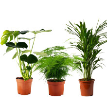 Perfect Plants - Air Purifying Indoor Plant Collection Including Areca Palm, Asparagus Fern and Swiss Cheese Plant - Large Indoor Plants