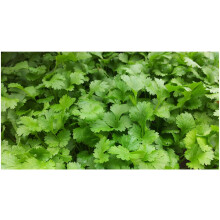 PREMIER SEEDS DIRECT - HERB - Coriander - 750 Seeds (for Germinating)