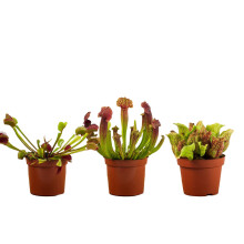 Perfect Plants - Carnivorous Plant 3 Plant Collection Including a Venus Fly Trap Plant and 2 Sarracenia Pitcher Plants. Fly Catching Plants