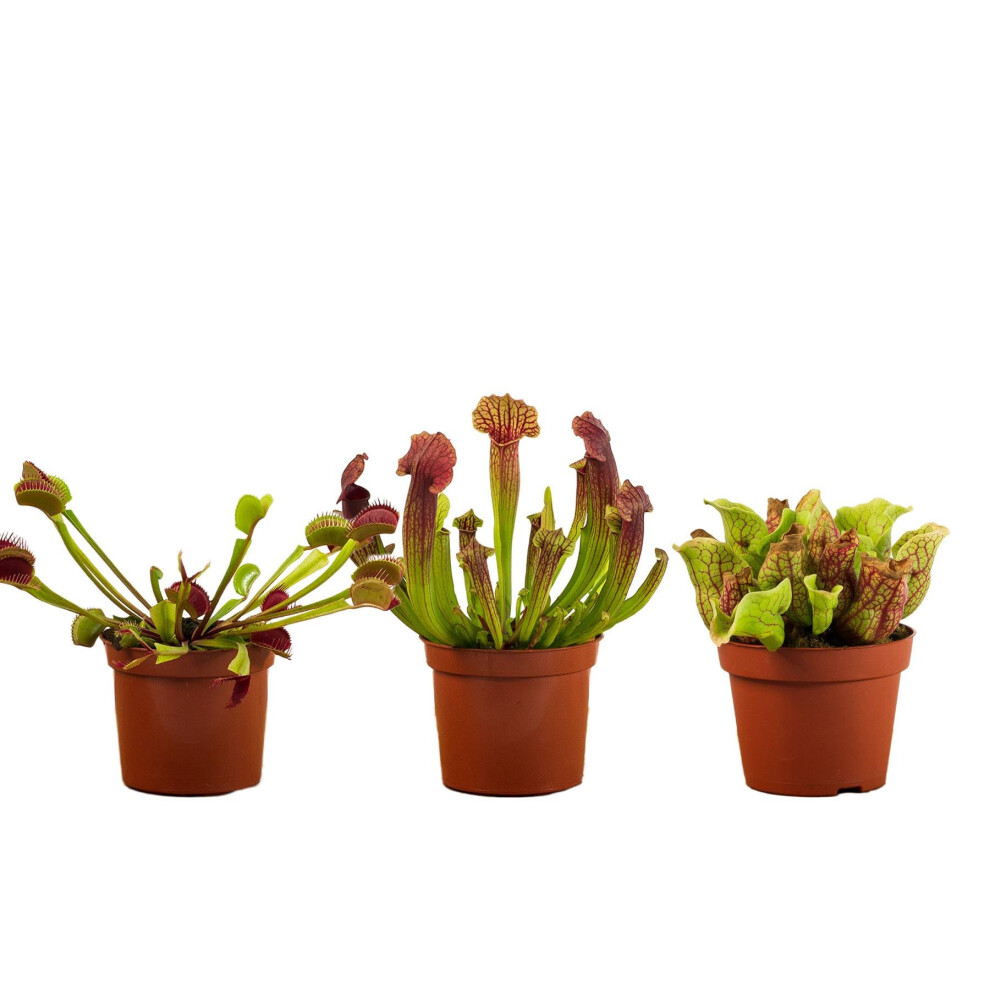 Perfect Plants - Carnivorous Plant 3 Plant Collection Including A Venus Fly Trap Plant And 2 Sarracenia Pitcher Plants. Fly Catching Plants