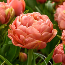 PREMIER SEEDS DIRECT - Flower Bulbs - Tulip Bulbs (Copper Image, 20)