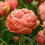 PREMIER SEEDS DIRECT - Flower Bulbs - Tulip Bulbs (Copper Image, 20) 1