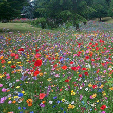 Buy 2 Packets GET 2 Packets Free 100% UK Wild Flower Seed Mix Annual & Perennial Meadow Plants Attract Bees & Butterfly (10g) Wildflower Seeds, IF Yo