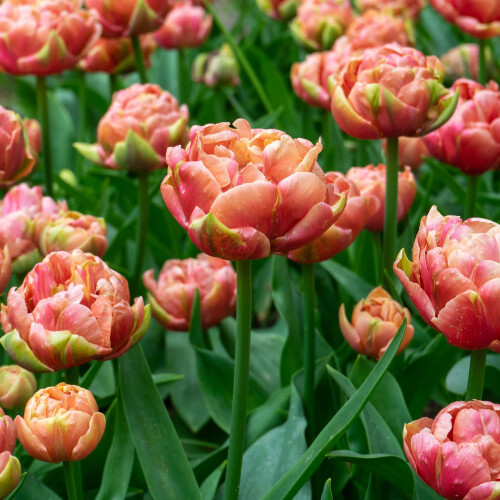 PREMIER SEEDS DIRECT - Flower Bulbs - Tulip Bulbs (Copper Image, 20) 2