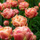 PREMIER SEEDS DIRECT - Flower Bulbs - Tulip Bulbs (Copper Image, 20) 2