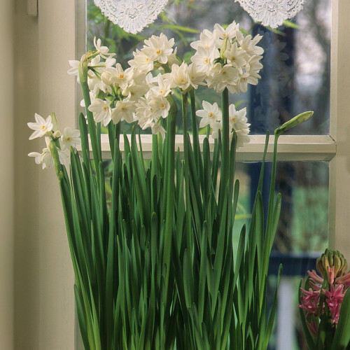 Premier Seeds Direct - Flower Bulbs - Paperwhite Bulbs (15) 1