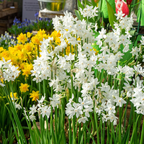 Premier Seeds Direct - Flower Bulbs - Paperwhite Bulbs (15) 2