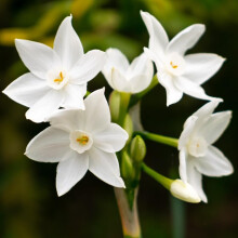Premier Seeds Direct - Flower Bulbs - Paperwhite Bulbs (15)