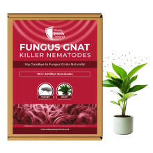 Fungus Gnat Killer Nematodes 10 m² (5 million) Indoor Plants - Effective Biological Control, Ideal Gnats Killer Indoor Plants, Comprehensive Scairid