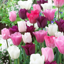 15 x Tulipa Midnight Moments – Spring Flowering BulbsTulip with A Regal Presence – Perennial – for Your Beautiful Garden